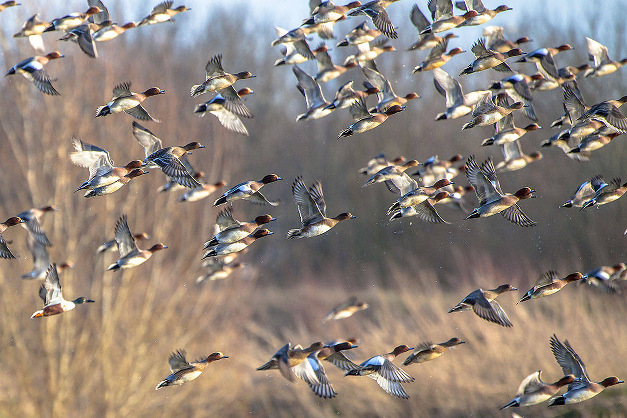 Washington Outdoor Women will lead a waterfowl hunting workshop April 4 near Monroe. Seen here, the The Eurasian wigeon is a regular winter visitor to Washington’s coasts and western lowlands. (Getty Images)