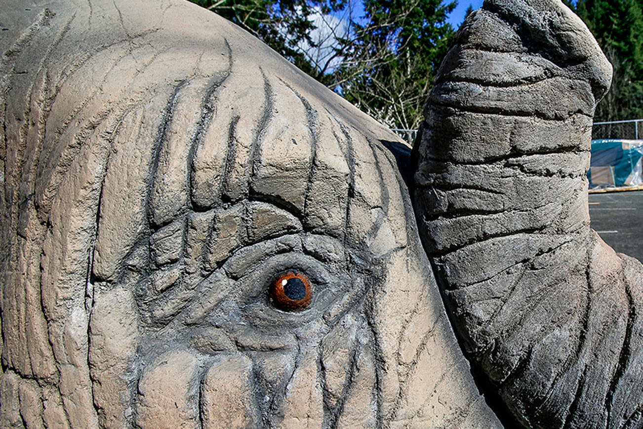 A pachyderm appears to have freed himself from a fence at Everett’s Forest Park. Created by Themed Concepts, the 9 foot-long elephant, made of concrete reinforced with glass fiber, will become a climbing structure for kids in the park’s playground currently being renovated. (Dan Bates / The Herald)