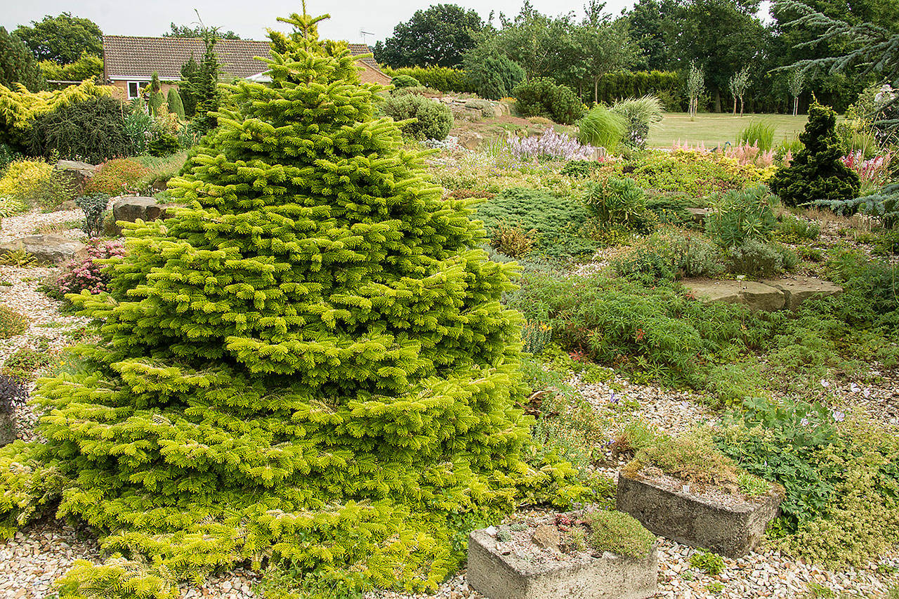 Plant this “Golden Spreader” fir in a spot with enough sun to bring out the golden coloration of the needles. But not too much sun so as to burn the foliage. (Richie Steffen)