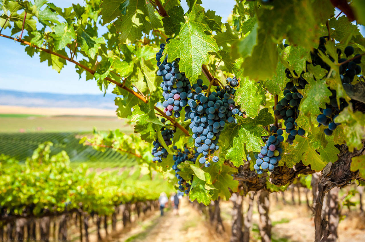 Syrah was first planted in Washington by Mike Sauer at Red Willow Vineyard in the western edge of the Yakima Valley near the foothills of Mount Adams. (Richard Duval Images)