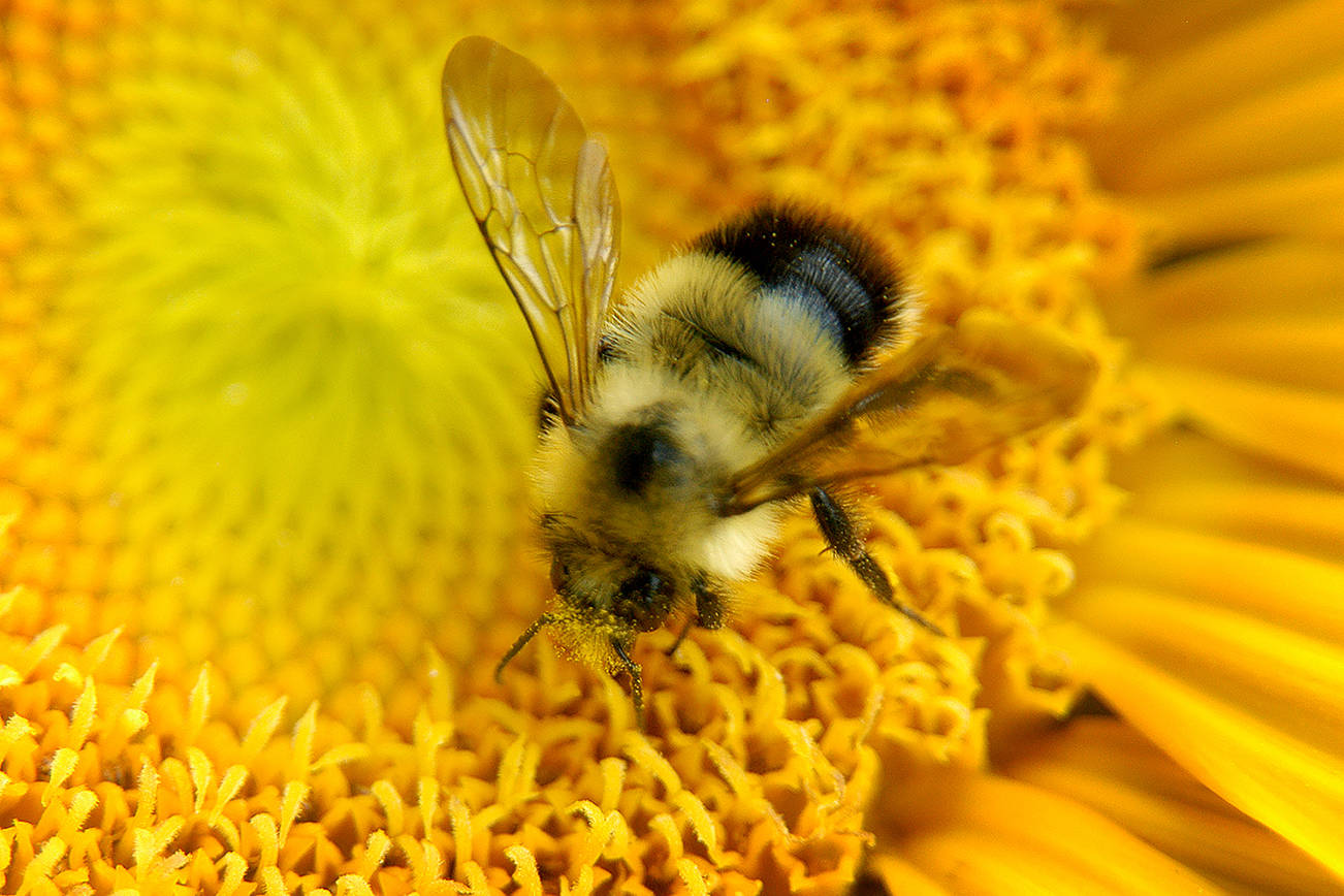 The four simple ways you too can ‘bee’ a pollinator gardener