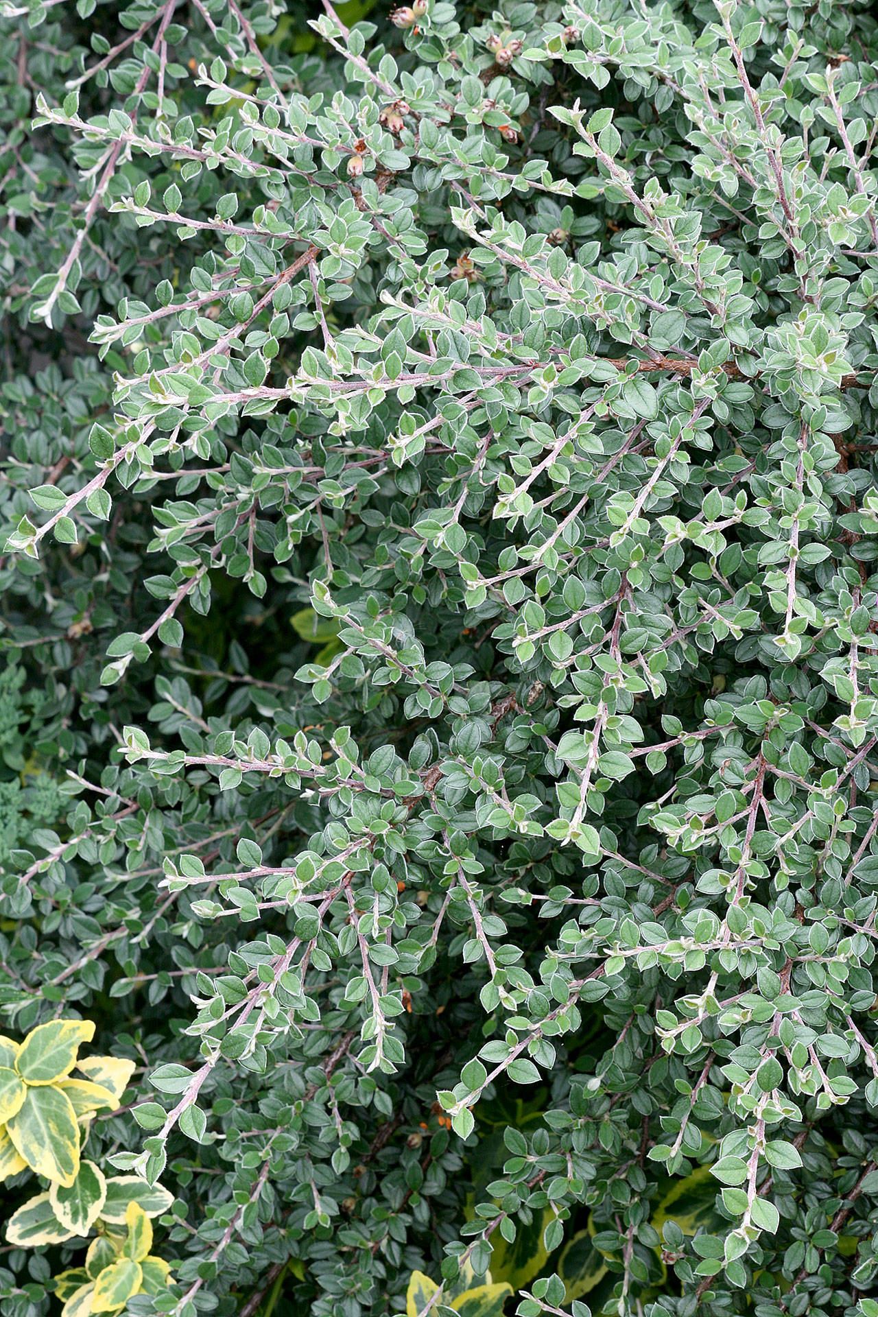 Gray-leaf cotoneaster produces showy white flowers in spring and ember-red berries in winter. (Richie Steffen)