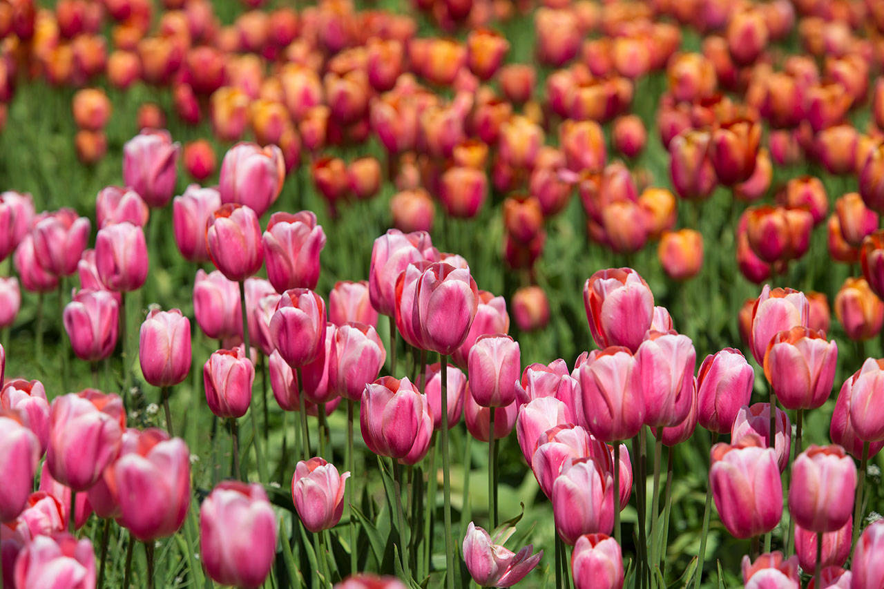 Tulips bloom in the fields at Tulip Town in May 2017 in Mount Vernon. (Andy Bronson / Herald file)