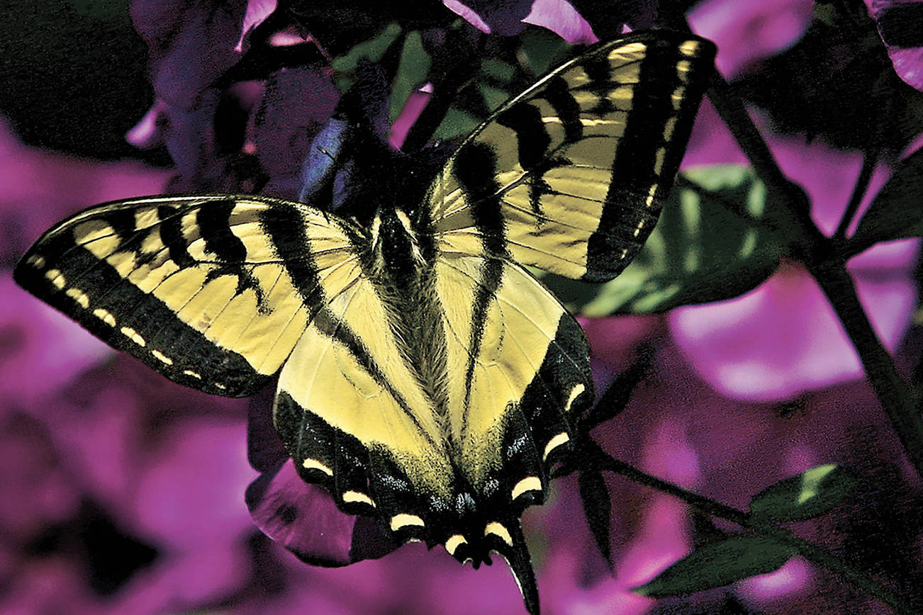 The Camano Wildlife Habitat Project will host a presentation on “Gardening for Pollinators and Birds,” April 15 on Camano Island. (Mike Benbow)