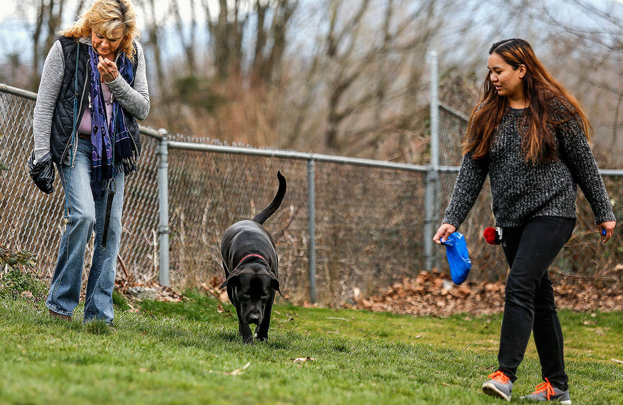 Joanne Arland (left) looks after her female husky, Sakari, while Elaign Fawcett carries a dog-waste bag for her Labrador retriever, Oreo, to a disposal in Everett’s Lowell Park off-leash area in Mrch 2019. Off-leash parks in Everett and elsewhere are now closed as a precaution during the coronavirus outbreak. (Dan Bates / Herald file photo)