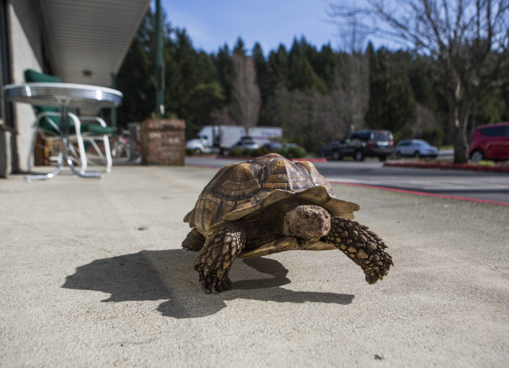 Raja, a 9-year-old rescued sulcata tortoise, makes his way along the sidewalk in front of Critters & Company Pet Center where he lives in Clinton. (Olivia Vanni / The Herald)
