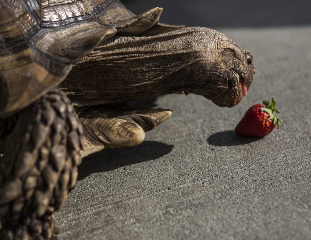 Raja enjoys a strawberry, his favorite treat. (Olivia Vanni / The Herald)
