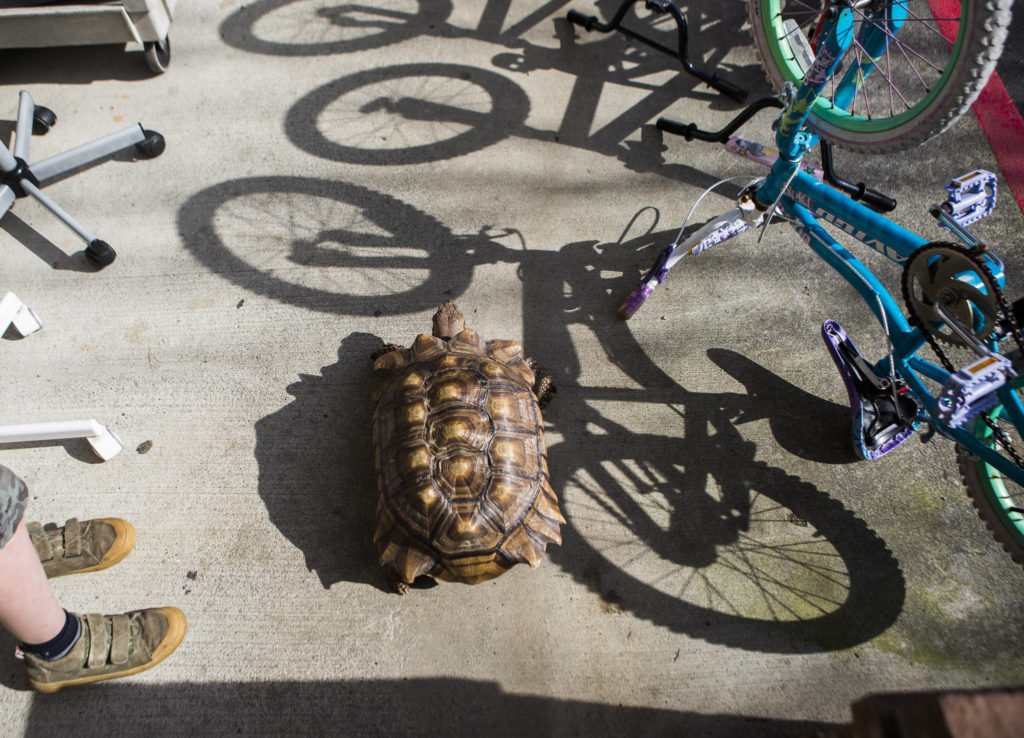 Raja walks by a row of bicycles and people on Feb. 27 in Clinton. (Olivia Vanni / The Herald)
