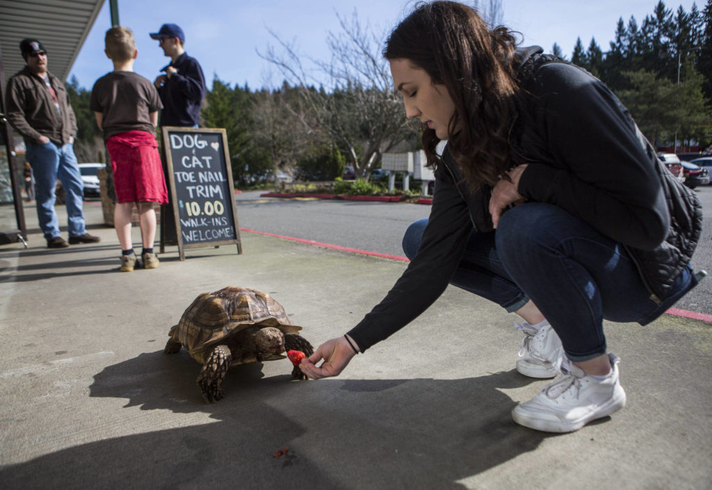 Melody Wilkie feeds Raja a strawberry on Feb. 27. Raja is owned by Melody’s mother, Debbie Wilkie, but because of tortoises’ long life spans he will eventually belong to Melody. (Olivia Vanni / The Herald)
