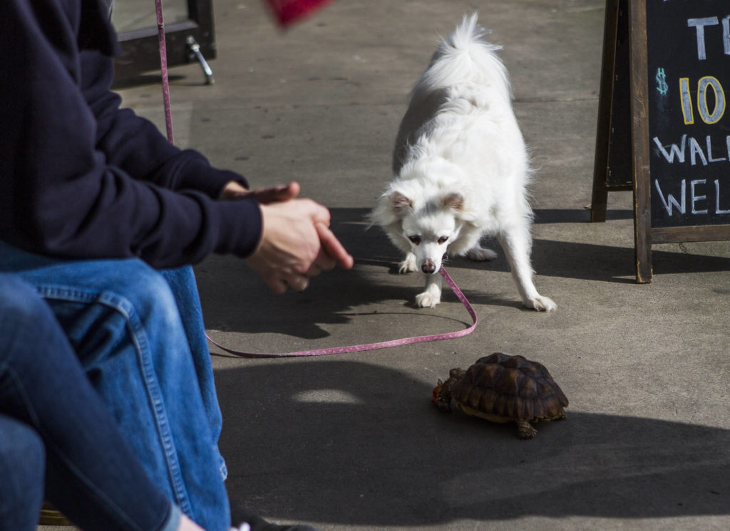 A dog checks out Max, another sulcata tortoise rescued by Critters & Company Pet Center in Clinton. (Olivia Vanni / The Herald)
