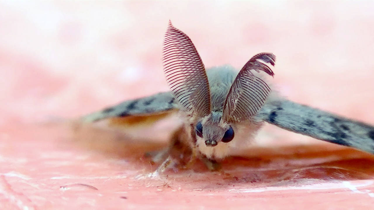 Trapped gypsy moth. (Washington State Department of Agriculture)