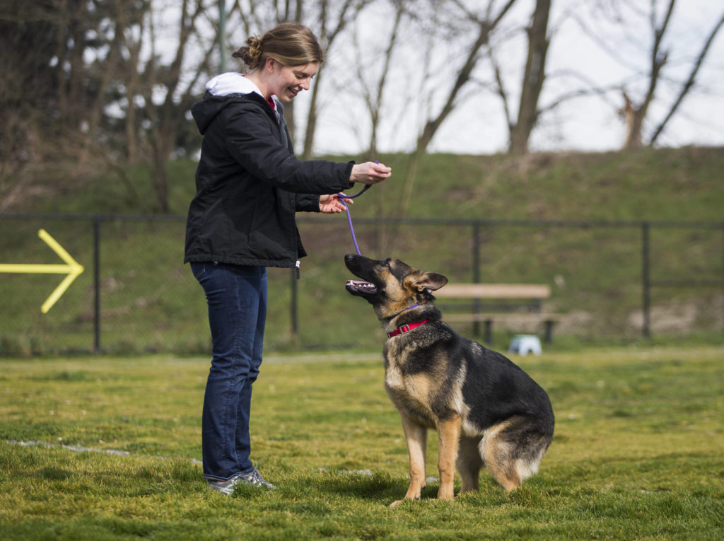 Everett Animal Shelter volunteer Sheridan Hedman works with Leah, a german shepherd, on the “sit” command during walk time on Saturday in Everett. Leah is one of the adoptable dogs at the shelter but they are hoping to get her into a program to work for the Washington State Patrol. (Olivia Vanni / The Herald)
