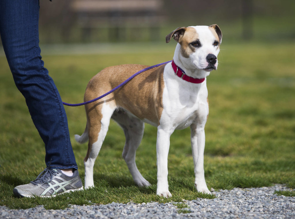 Tequila takes a break during walk time at the Everett Animal Shelter on Saturday in Everett. Tequila is new to the shelter and is currently available for adoption. (Olivia Vanni / The Herald)
