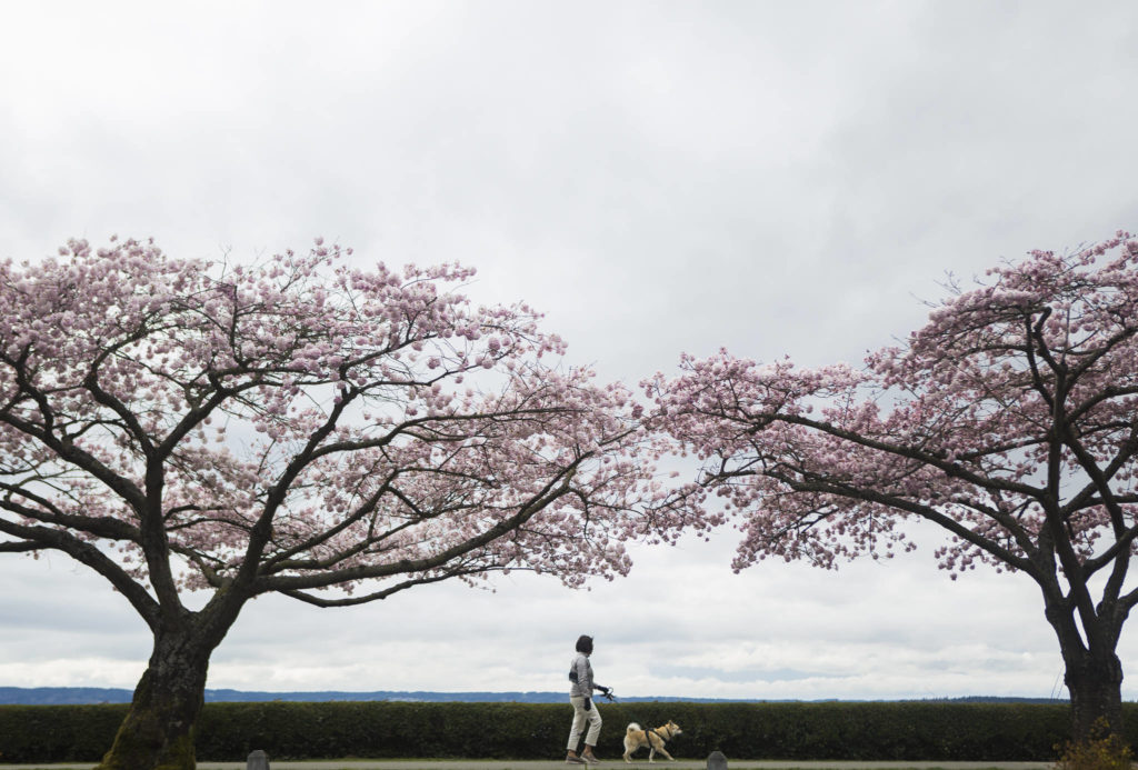 A woman walks her dog past the cherry trees in bloom along Grand Avenue Park on March 28 in Everett. (Olivia Vanni / The Herald)
