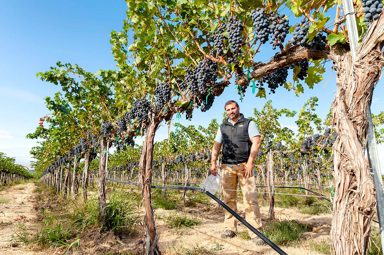 Jason Gorski, director of winemaking and viticulture for DeLille Cellars, checks on fruit at historic Weinbau Vineyard on Washington’s Wahluke Slope. (Richard Duval Images)