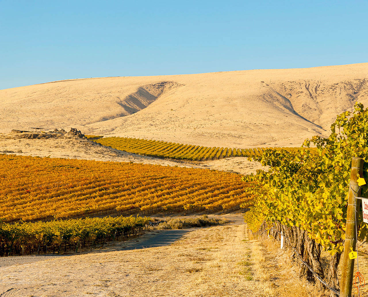 Syrah grown at Elephant Mountain Vineyard in the Rattlesnake Hills above the Yakima Valley routinely helps winemakers earn top scores from critics. (Richard Duval Images)