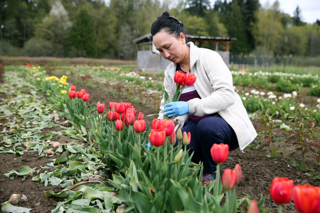 Pa Lee gathers flowers for bouquets Friday at her farm in the Machias area near Snohomish. Lee and other flower sellers initially weren’t allowed at farmers markets under coronavirus restrictions, but were confirmed over the weekend as part of essential agriculture business. (Kevin Clark / The Herald)
