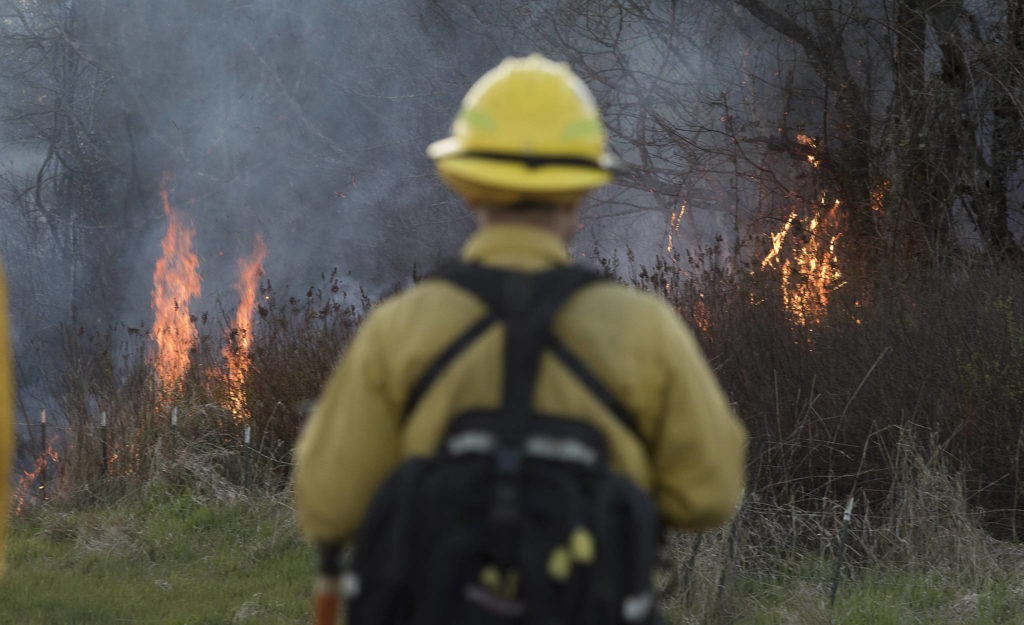 Flames rise into the treeline as a firefighter keeps watch along Highway 9 on Wednesday in Bryant.(Andy Bronson / The Herald)
