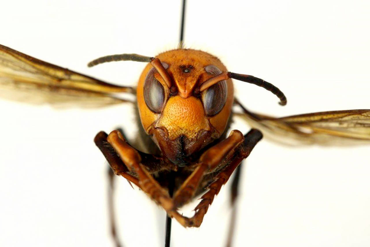 The Asian giant hornet’s face. (U.S. Department of Agriculture)