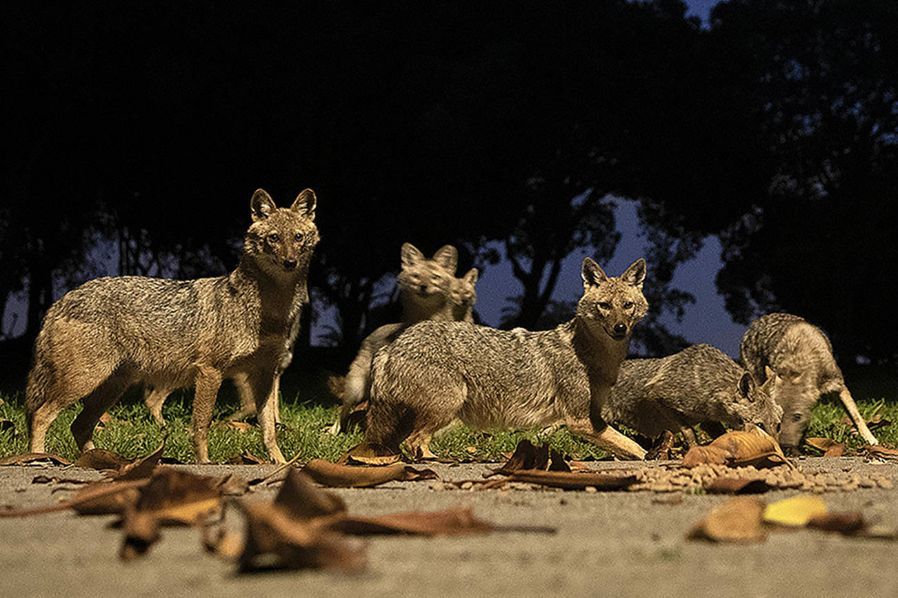 As people stay home, Earth turns wilder and cleaner