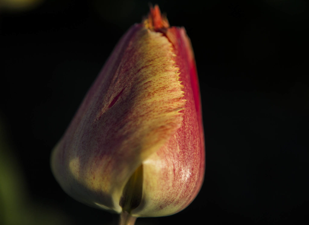 The sun illuminates a Fringed Rhapsody tulip, Tulip Town’s most popular tulip this year, on April 11 in Mount Vernon. (Olivia Vanni / The Herald)
