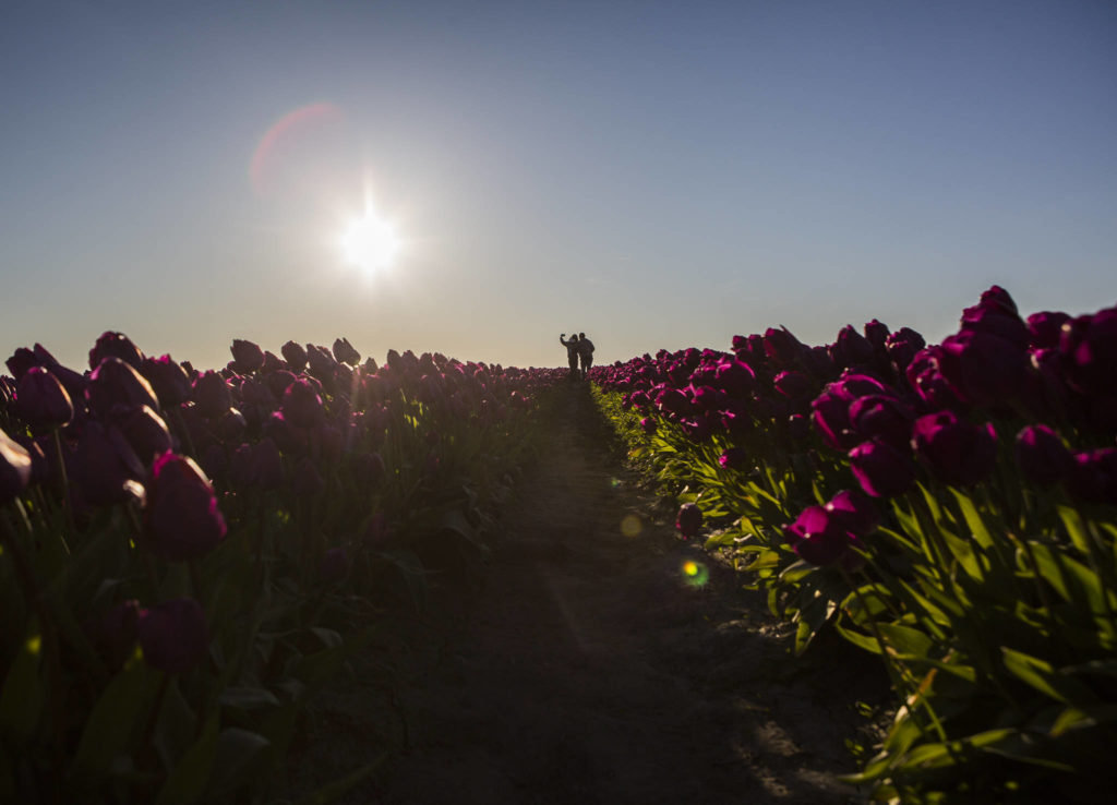 Kailee Kite and Callie Stridden, family friends of the Tulip Town owners, take a photo together in the empty Tulip Town field on April 11 in Mount Vernon. (Olivia Vanni / The Herald)
