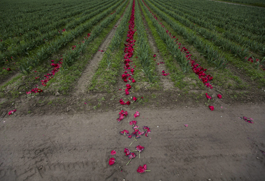 Recently topped tulips lay scattered along the ground at one of RoozenGaarde’s tulip fields on April 28 in Mount Vernon. (Olivia Vanni / The Herald)
