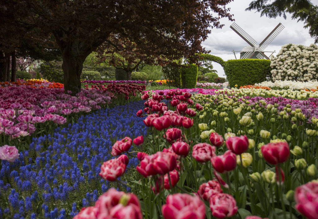 An array of tulips bloom in an empty RoozenGaarde Display Garden on April 28 in Mount Vernon. (Olivia Vanni / The Herald)
