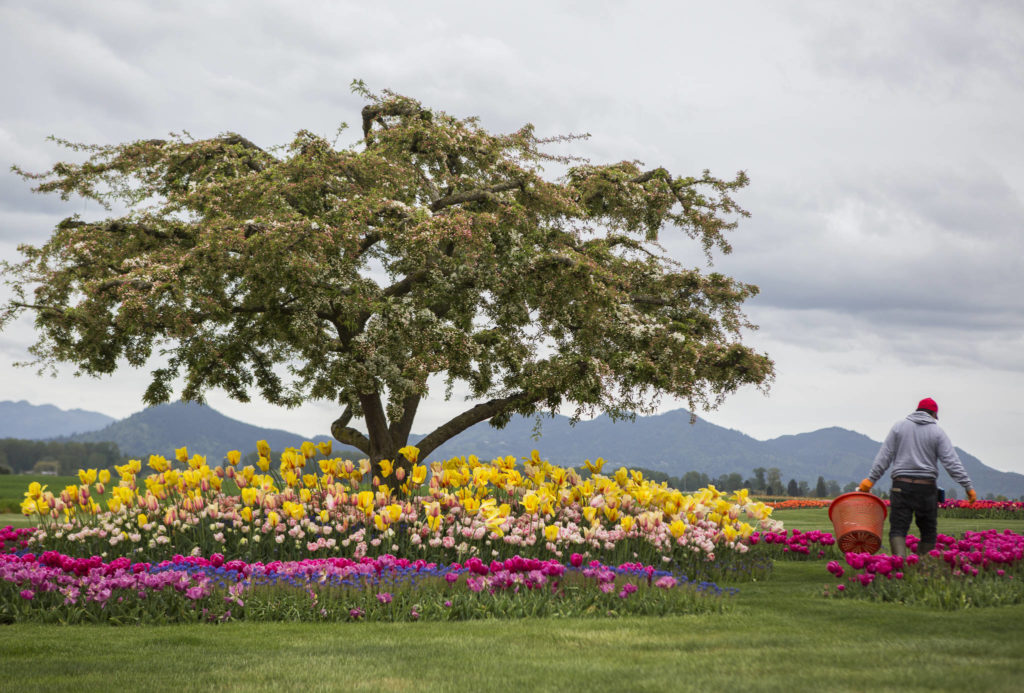 A Roozengaarde employee tends to the flowers in the display garden on April 28 in Mount Vernon. (Olivia Vanni / The Herald)
