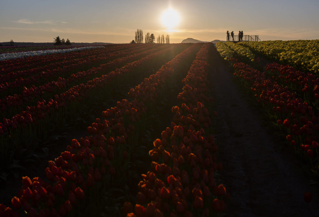 Tulip Town owners and family enjoy a sunset from the viewing platform on April 11 in Mount Vernon. (Olivia Vanni / The Herald)
