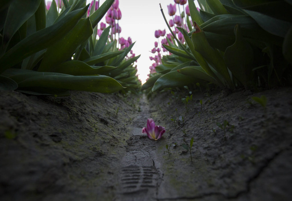 The top of a tulip lies on the ground next to boot prints between rows of tulips at Tulip Town on April 11 in Mount Vernon. (Olivia Vanni / The Herald)
