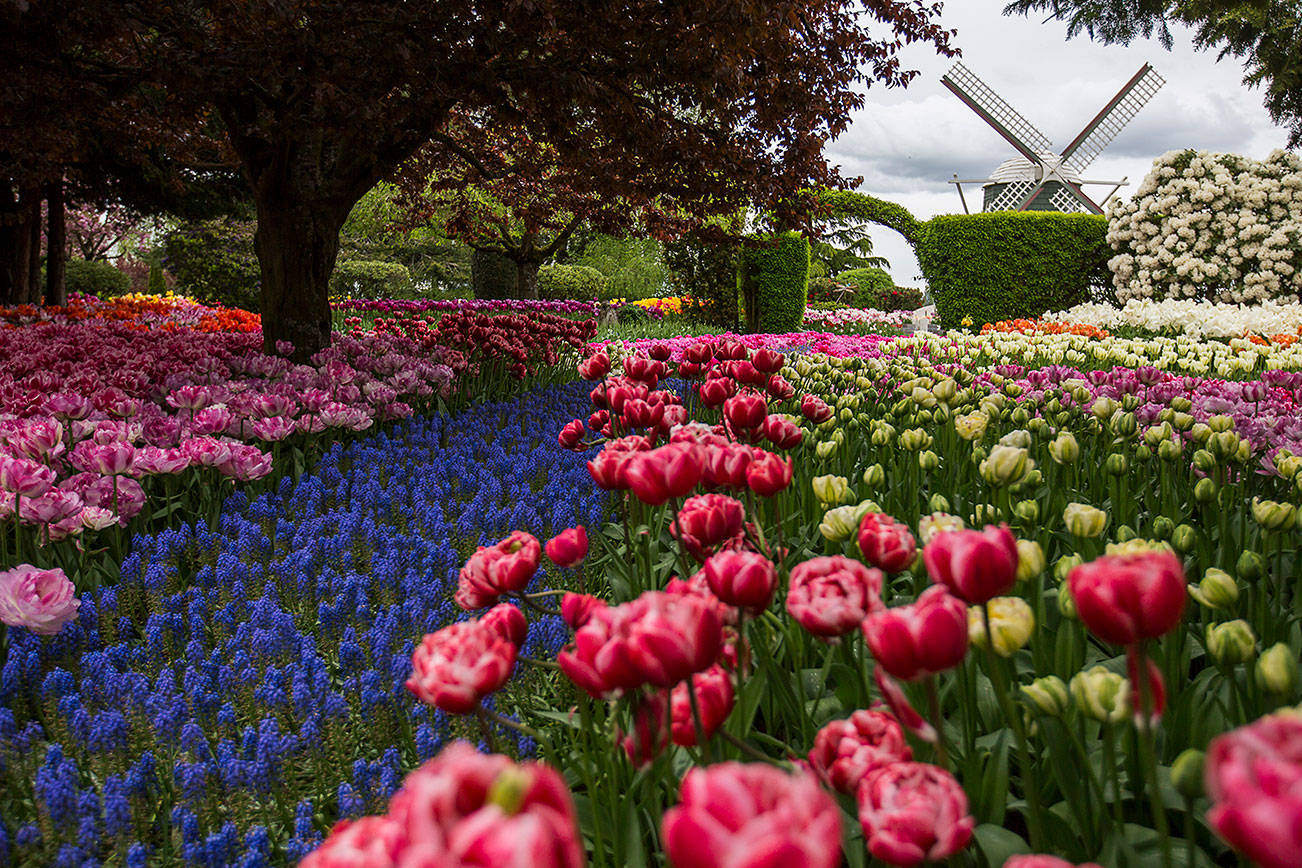 Skagit festival can draw 400K tourists. This year? Nearly 0.