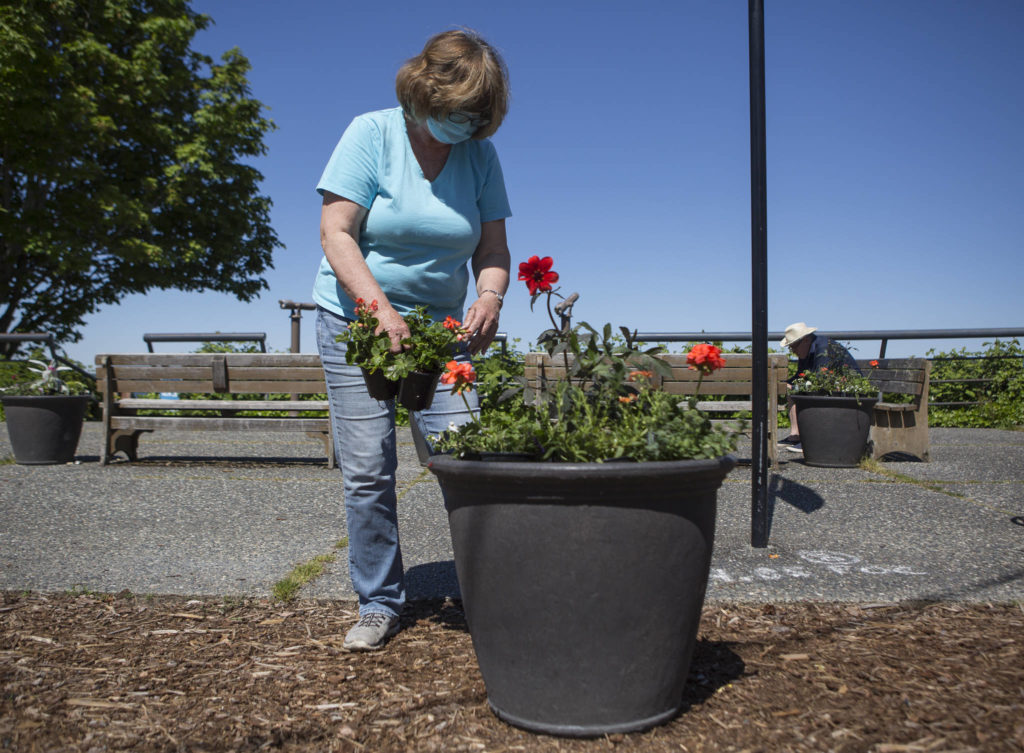 Cathy Rooks preps planters Friday along First Street for the Langley Main Street Project in Langley. (Olivia Vanni / The Herald)
