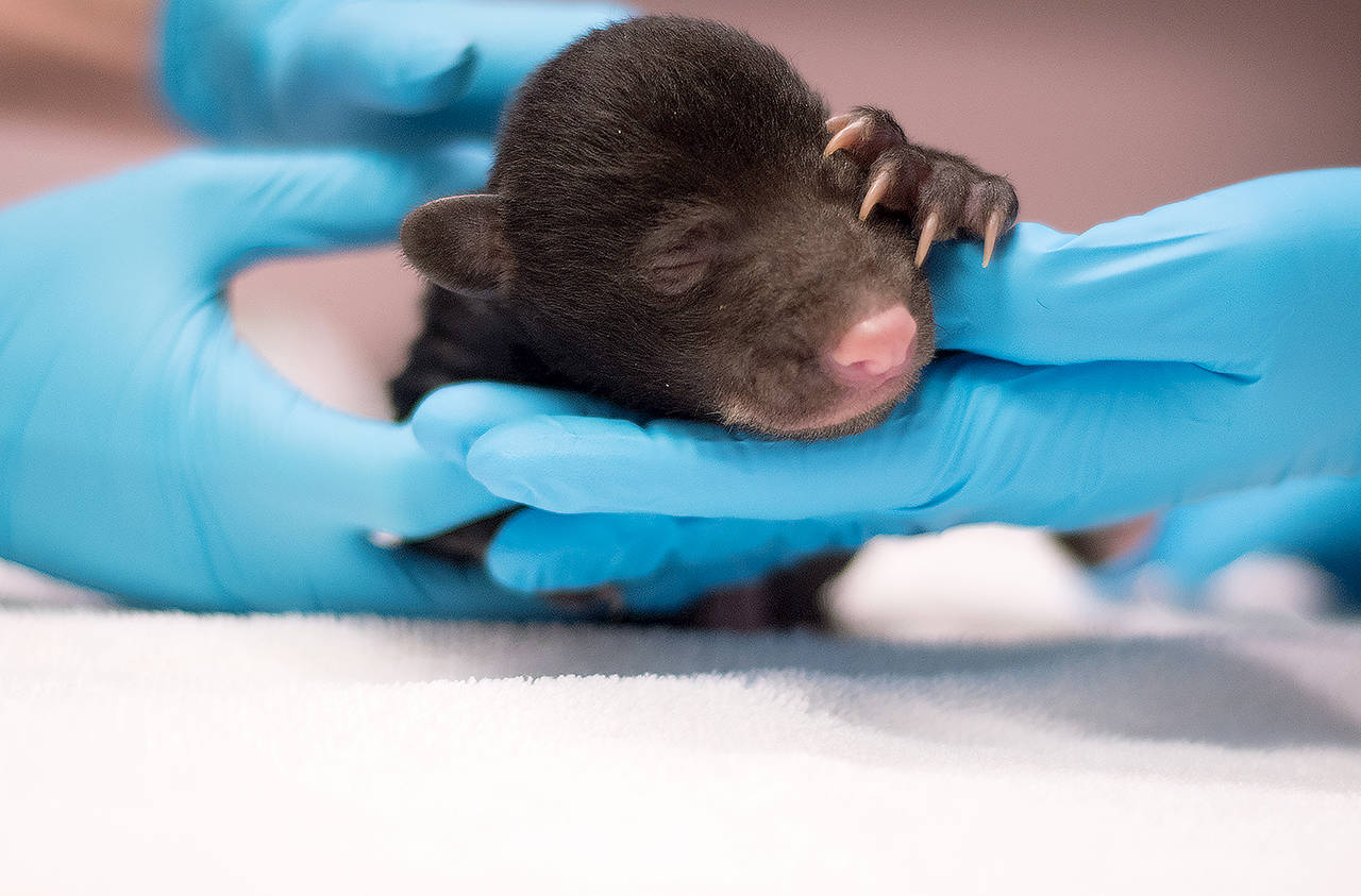 A staff member at PAWS holds a tiny American black bear that was brought to the Lynnwood agency’s Wildlife Center in February. (PAWS photo)
