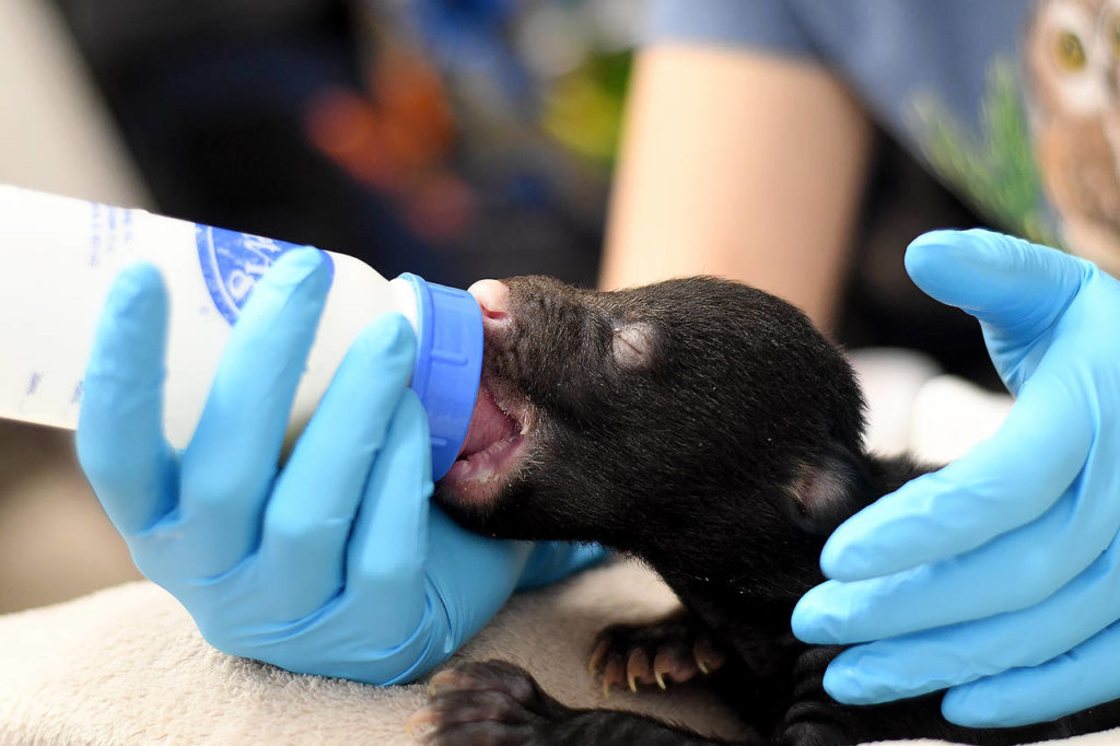 A baby American black bear is bottle fed at PAWS Wildlife Center in Lynnwood in February. The cub was brought to the center after its mother’s den was accidentally disturbed and she ran off. (PAWS photo)
