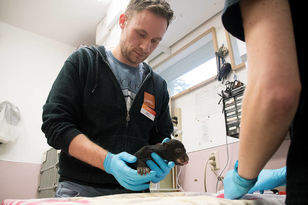 Robbie Thorson, a wildlife rehabilitator at PAWS in Lynnwood, holds a tiny American black bear that was rescued in February after its den was disturbed. (PAWS photo)
