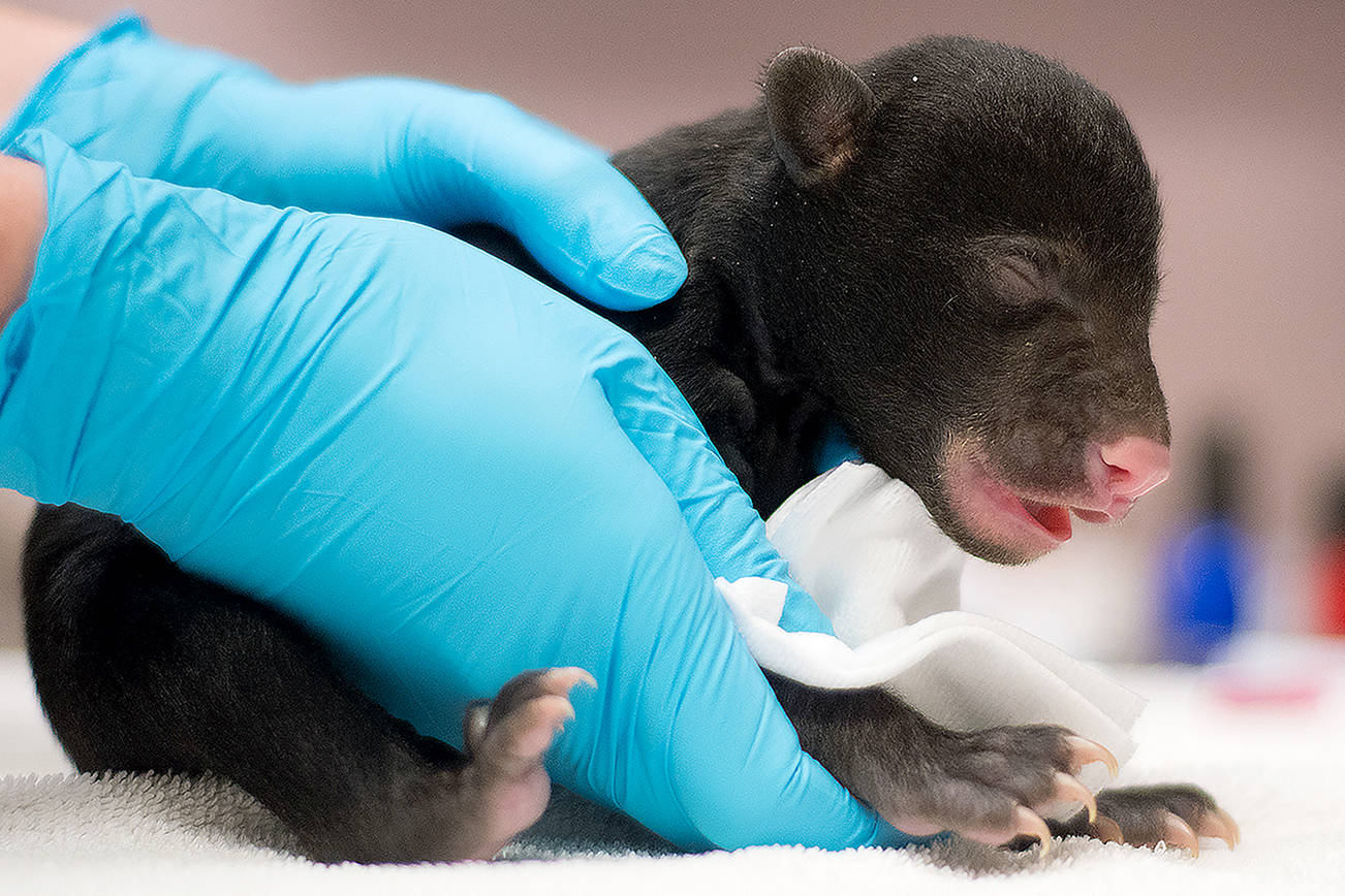 Woodland Park Zoo welcomes second bear cub — an orphan from Montana