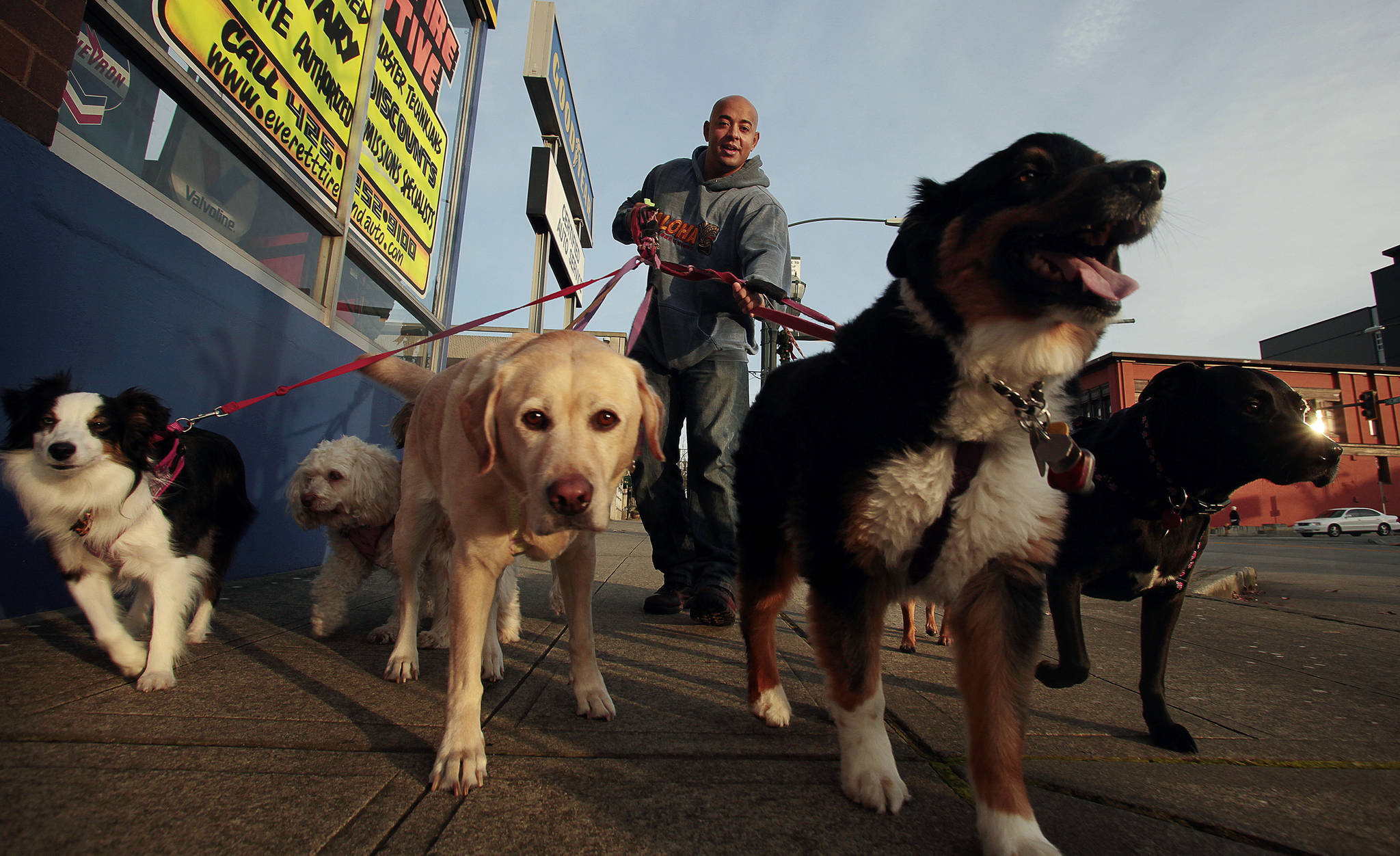 Professional dog walker Michael Silva controls seven dogs as he walks west on Hewitt Avenue in downtown Everett in 2013. Restrictions on pet-walking businesses and other activities are being lifted in Phase 1 of the governor’s plan for reopening the state. (Mark Mulligan / Herald file)