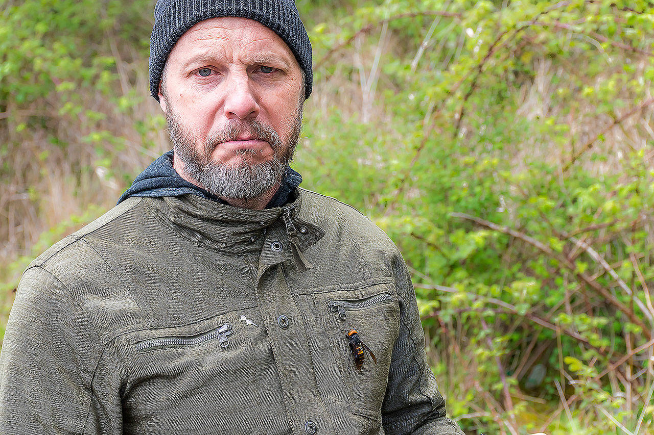 In this April 23 photo, Chris Looney, a Washington State entomologist, poses with a dead Asian giant hornet attached to his jacket in Blaine, Washington. (Karla Salp/Washington State Department of Agriculture via AP)