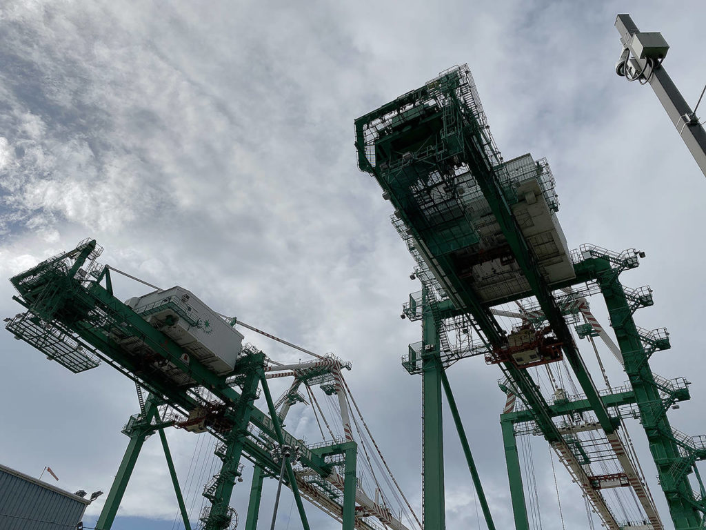 Giant mutant cranes that towered over us. (Sue Misao / The Herald)
