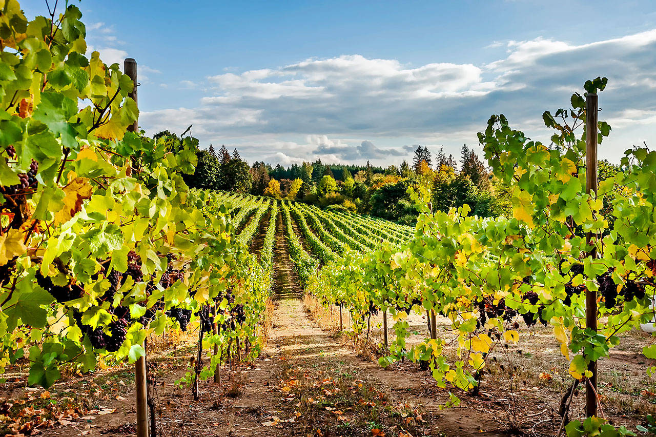 St. Josef’s Winery began in 1978 when Josef Fleischmann established vines near Canby, Oregon. (Richard Duval Images)
