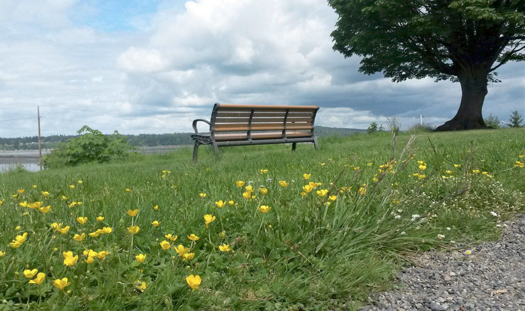The lawn at Everett’s Legion Memorial Park was overgrown on Friday. According to the city, some workers who had been furloughed are back on the job and parks will be mowed this season. (Julie Muhlstein photo)
