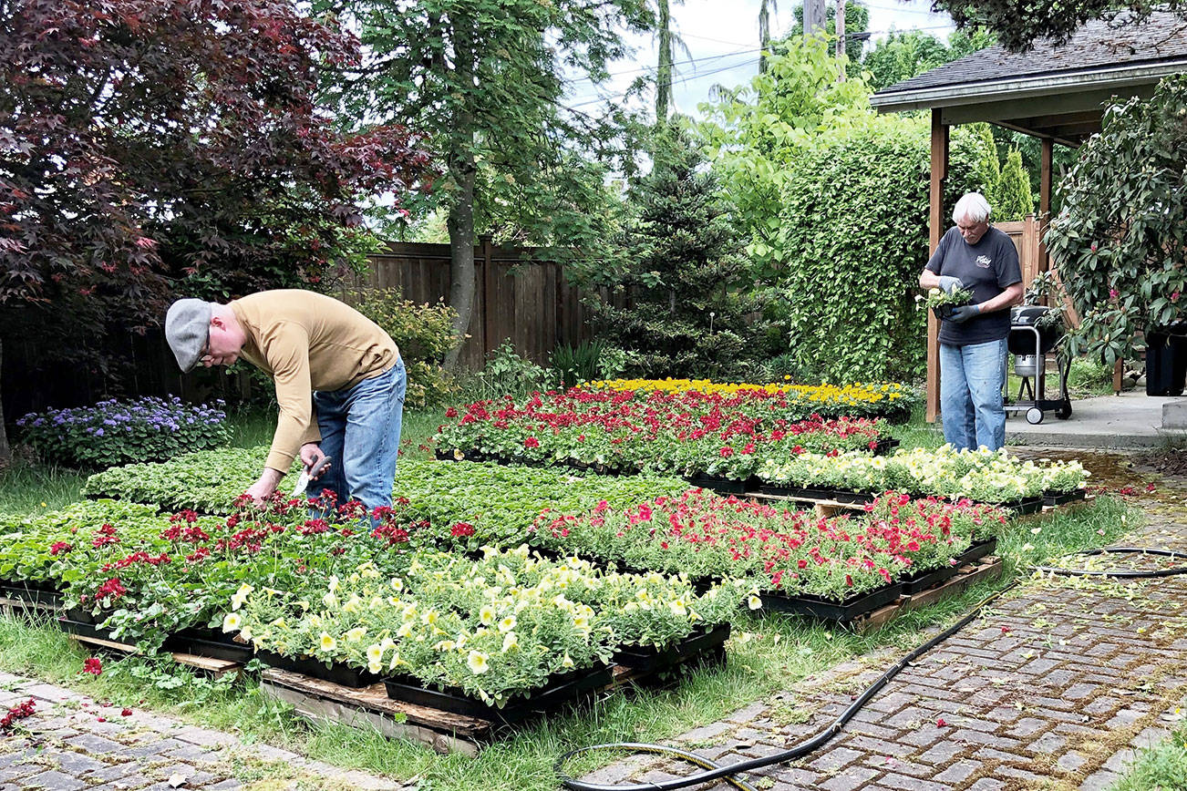 Everett will still bloom as helpers take on flower program