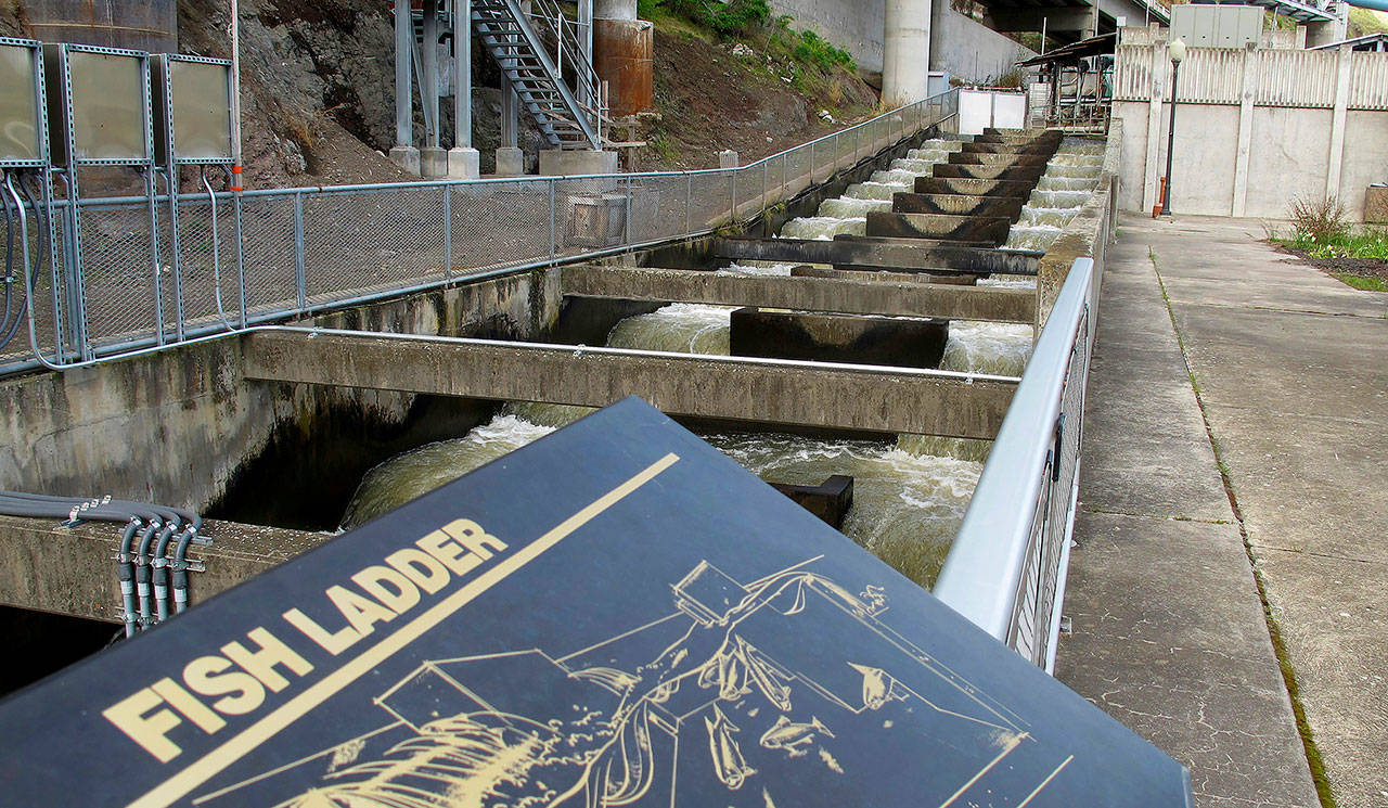 In this 2018 photo, water flows through a fish ladder designed to help migrating fish swim through the Lower Granite Dam on the Snake River near Almota, Washington. (AP Photo/Nicholas K. Geranios, File)