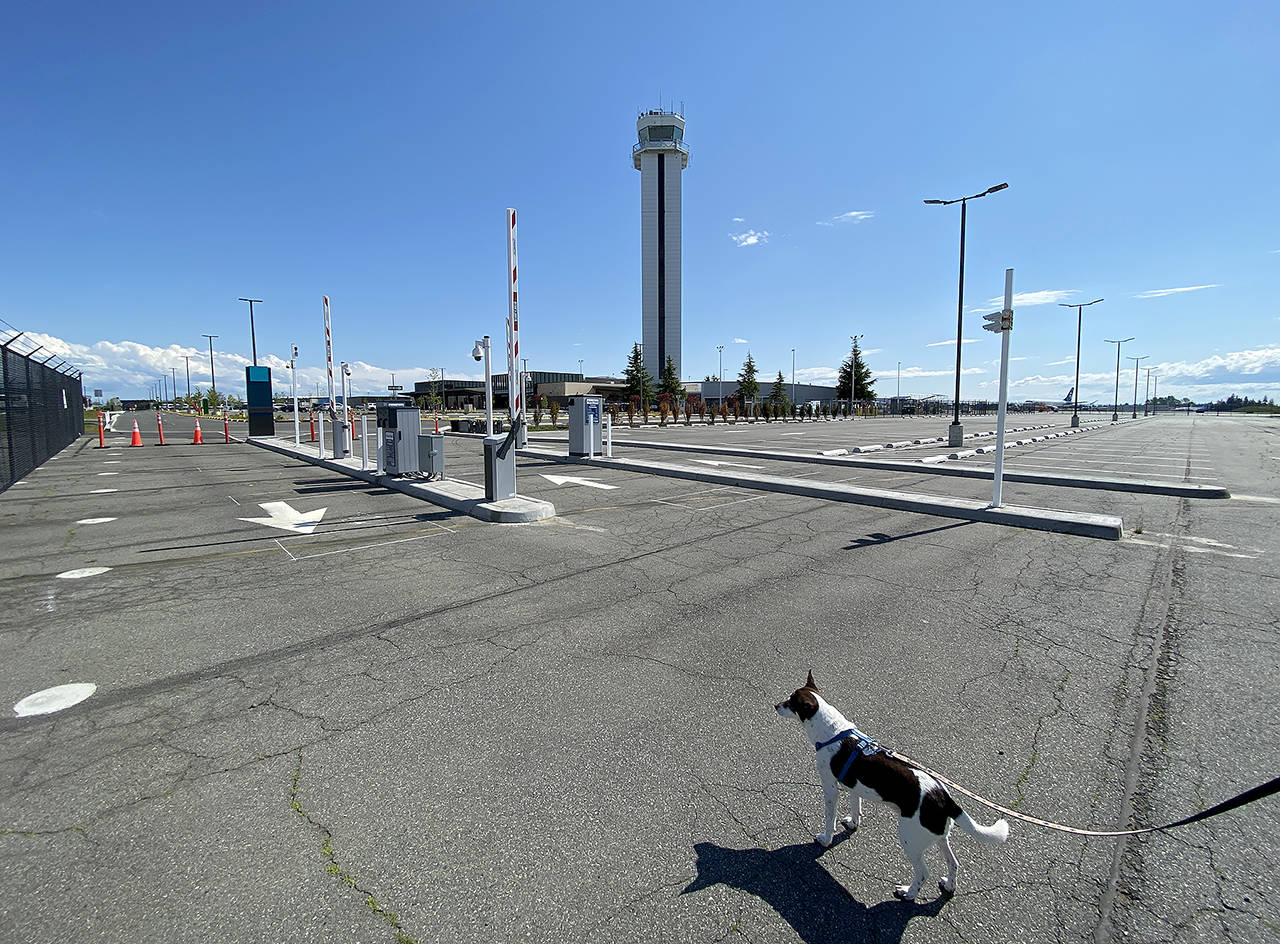 A dog stares in wonder at the empty parking lot at Paine Field Terminal earlier this month. The $7 million First in Flight Fund will provide up to $1 million to tenants at Paine Field and other aviation businesses in the county. (Sue Misao / The Herald)