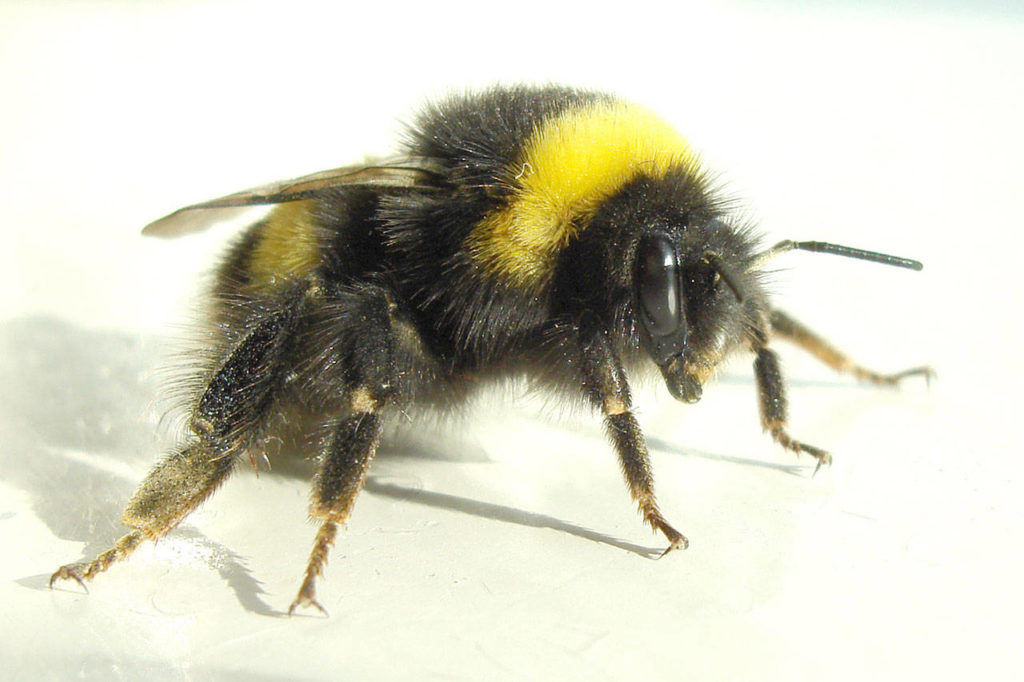 This is a bumblebee. (Wikipedia)
