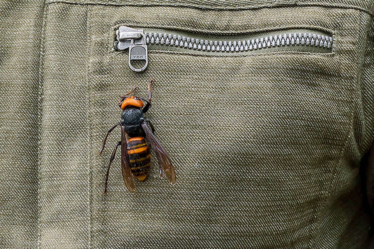 Please stop killing bumble bees: They’re not ‘murder hornets’