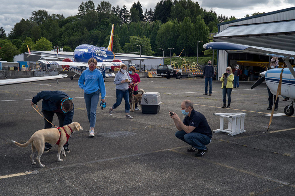 Niaya and her new family meet for the first time at Renton Municipal Airport. The labrador-beagle mix travelled thousands of miles to meet her new family in the midst of the coronavirus pandemic. (Andre Osorio / Renton Reporter)
