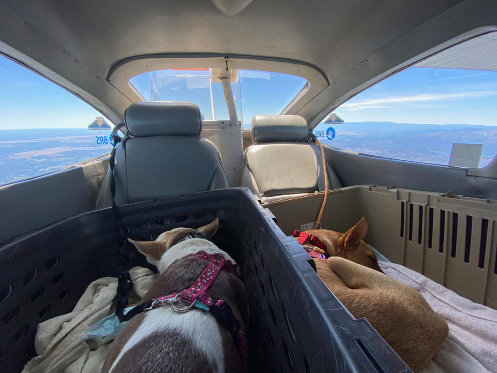 Two rescue dogs sleep during their flight from La Paz, Mexico, to Renton. (Pilots N Paws)
