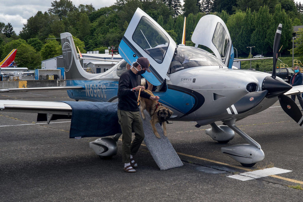 After a three-hour flight, co-pilot Everett King helps rescue pup Andy get off the plane May 23 at the Renton Municipal Airport. (Andre Osorio / Renton Reporter)
